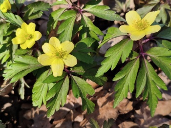 Zawilec lipski - Anemone lipiensis