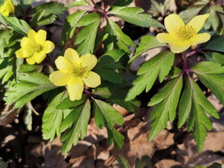 Zawilec lipski - Anemone lipiensis