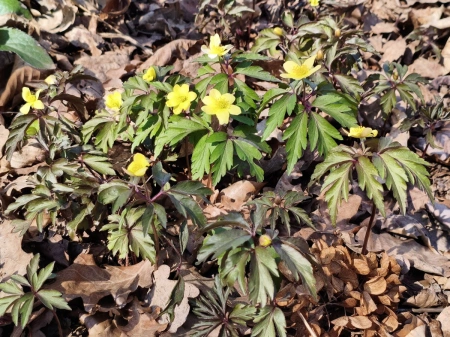 Zawilec lipski - Anemone lipiensis