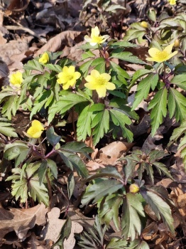 Zawilec lipski - Anemone lipiensis