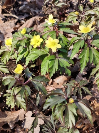 Zawilec lipski - Anemone lipiensis