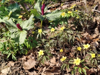 Zawilec lipski - Anemone lipiensis