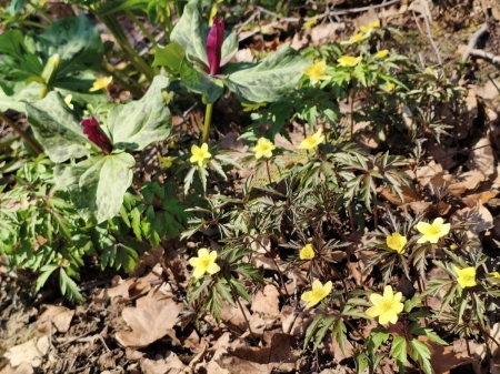 Zawilec lipski - Anemone lipiensis
