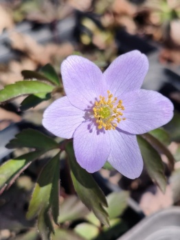 Zawilec gajowy 'Robinsoniana' - Anemone nemorosa