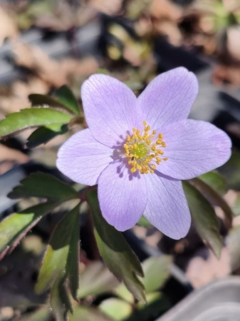 Zawilec gajowy 'Robinsoniana' - Anemone nemorosa