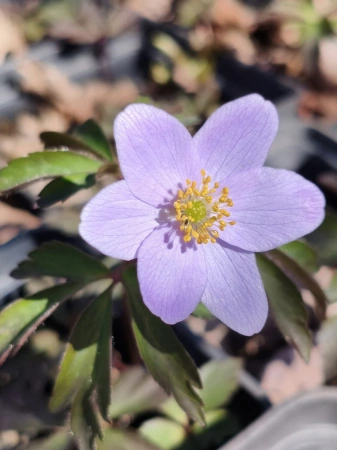 Zawilec gajowy 'Robinsoniana' - Anemone nemorosa