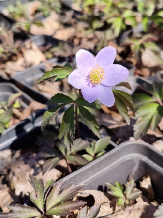 Zawilec gajowy 'Robinsoniana' - Anemone nemorosa