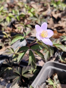 Zawilec gajowy 'Robinsoniana' - Anemone nemorosa