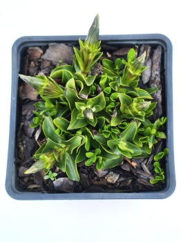 Goryczka bezłodygowa - Gentiana acaulis