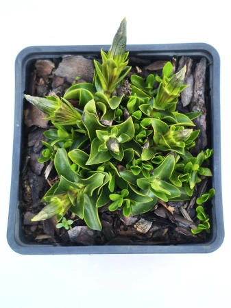 Goryczka bezłodygowa - Gentiana acaulis