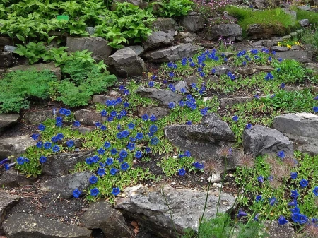 Goryczka bezłodygowa - Gentiana acaulis