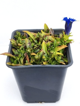 Goryczka bezłodygowa - Gentiana acaulis