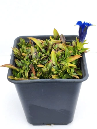 Goryczka bezłodygowa - Gentiana acaulis