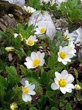 Dębik ośmiopłatkowy - Dryas octopetala