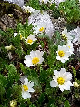 Dębik ośmiopłatkowy - Dryas octopetala