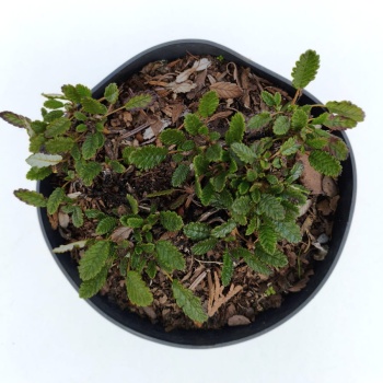 Dębik ośmiopłatkowy - Dryas octopetala