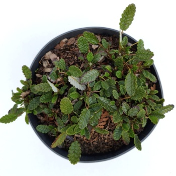 Dębik ośmiopłatkowy - Dryas octopetala