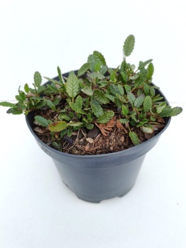 Dębik ośmiopłatkowy - Dryas octopetala