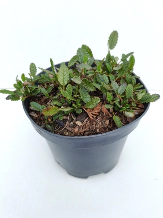 Dębik ośmiopłatkowy - Dryas octopetala