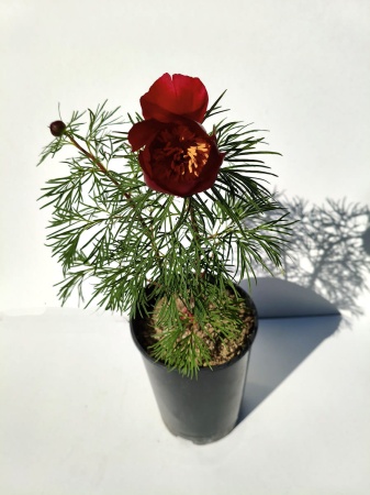 Piwonia delikatna - Paeonia tenuifolia