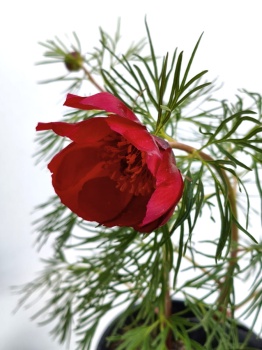 Piwonia delikatna - Paeonia tenuifolia