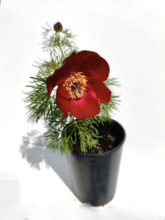 Piwonia delikatna - Paeonia tenuifolia