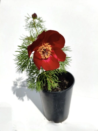 Piwonia delikatna - Paeonia tenuifolia