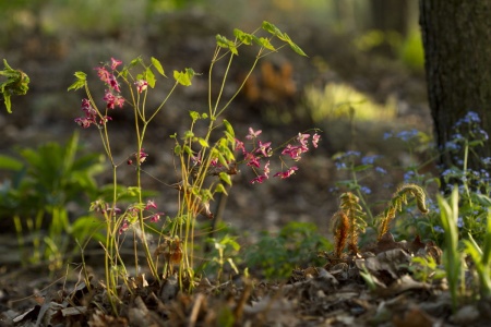 Epimedium czerwone - Epimedium rubrum