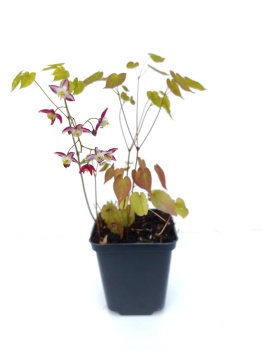 Epimedium czerwone - Epimedium rubrum