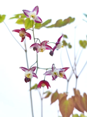 Epimedium czerwone - Epimedium rubrum