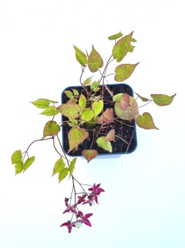Epimedium czerwone - Epimedium rubrum