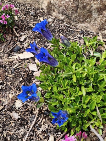 Goryczka bezłodygowa - Gentiana acaulis