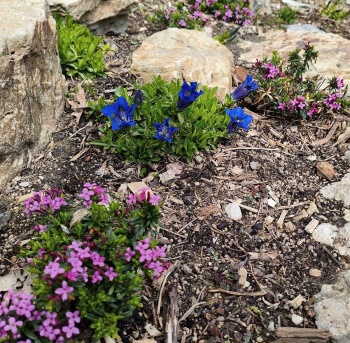 Goryczka bezłodygowa - Gentiana acaulis
