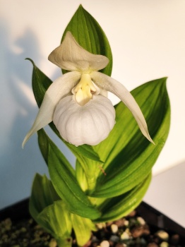 Obuwik 'Birgit Pastell' - Cypripedium 'Birgit Pastell'
