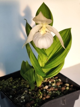 Obuwik 'Birgit Pastell' - Cypripedium 'Birgit Pastell'