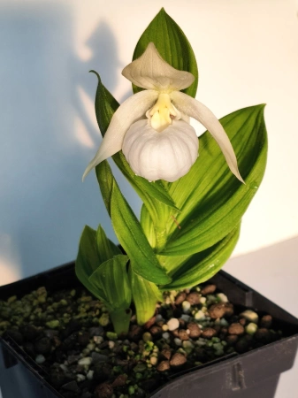 Obuwik 'Birgit Pastell' - Cypripedium 'Birgit Pastell'