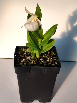 Obuwik 'Birgit Pastell' - Cypripedium 'Birgit Pastell'