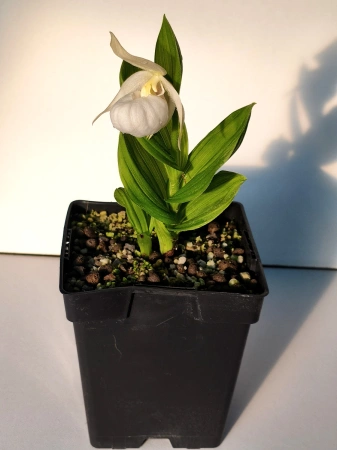 Obuwik 'Birgit Pastell' - Cypripedium 'Birgit Pastell'