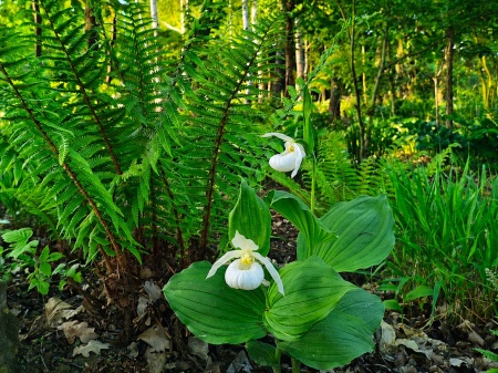 Obuwik 'Birgit Pastell' - Cypripedium 'Birgit Pastell'