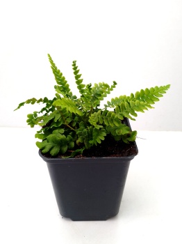 Podrzeń żebrowiec - Blechnum spicant - sadzonka