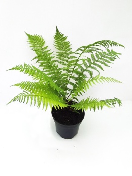 Wietlica samicza - Athyrium filix-femina