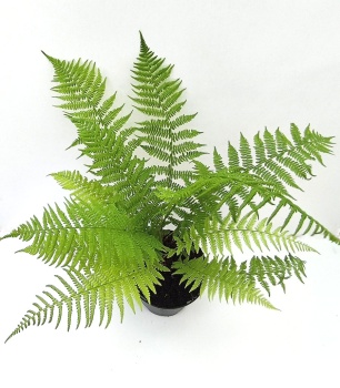 Wietlica samicza - Athyrium filix-femina