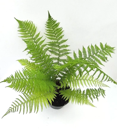 Wietlica samicza - Athyrium filix-femina
