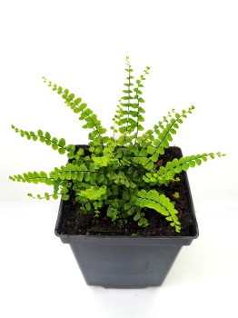 Zanokcica skalna - Asplenium trichomanes