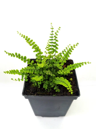 Zanokcica skalna - Asplenium trichomanes