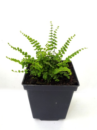 Zanokcica skalna - Asplenium trichomanes