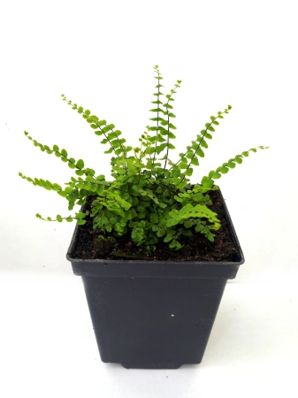 Zanokcica skalna - Asplenium trichomanes