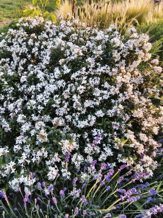 Wawrzynek transatlantycki - Daphne transatlantica