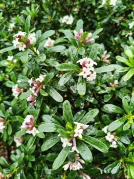 Wawrzynek transatlantycki - Daphne transatlantica