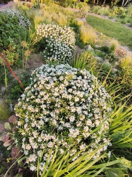 Wawrzynek transatlantycki - Daphne transatlantica